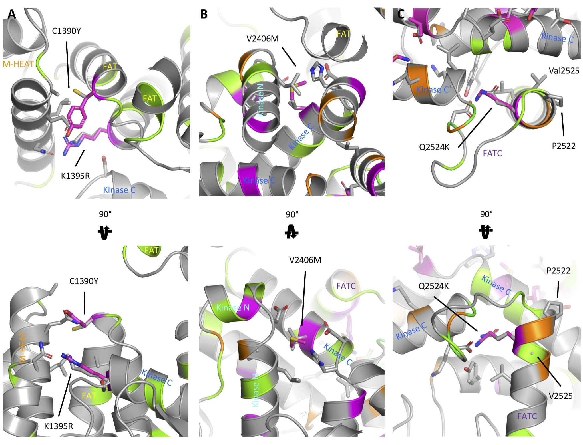 SKS Protein